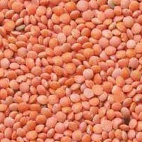 Masoor Dal Manufacturer Supplier Wholesale Exporter Importer Buyer Trader Retailer in penukonda Andhra Pradesh India